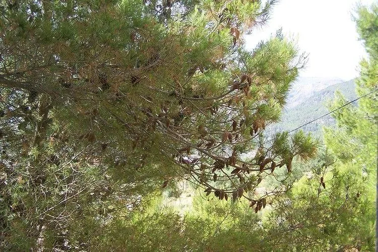 דירות Alcaucín Cortijo Del Alcazar